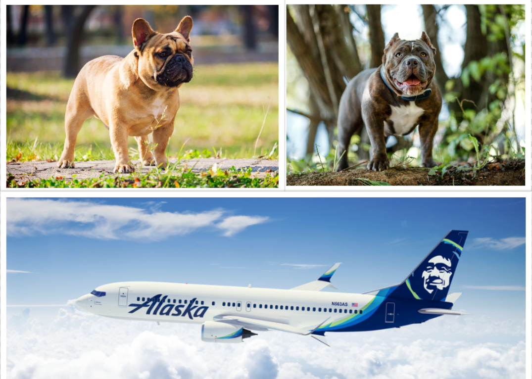 A Pit Bull, a French Bulldog, and an Alaska Airlines flight